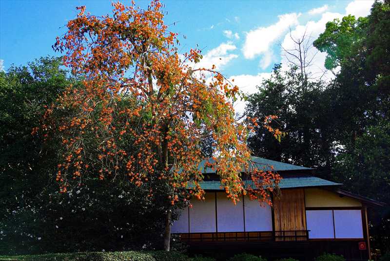 1011_後楽園_岡山