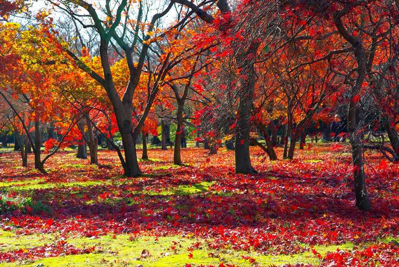 1013_後楽園_岡山