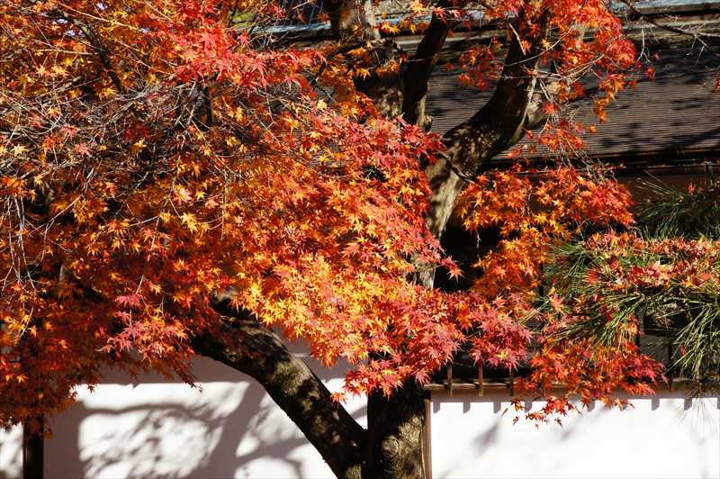 1028_後楽園_岡山