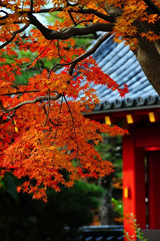 1002_洛南 宇治平等院_京都
