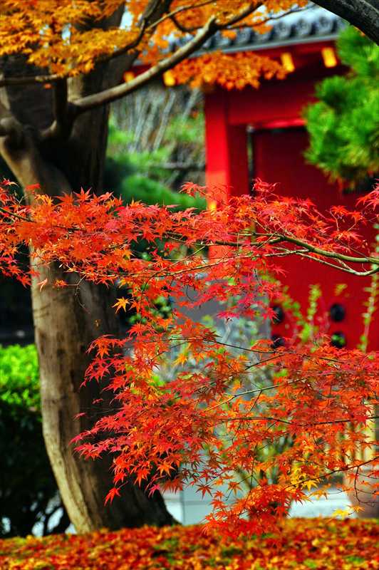 1003_洛南 宇治平等院_京都
