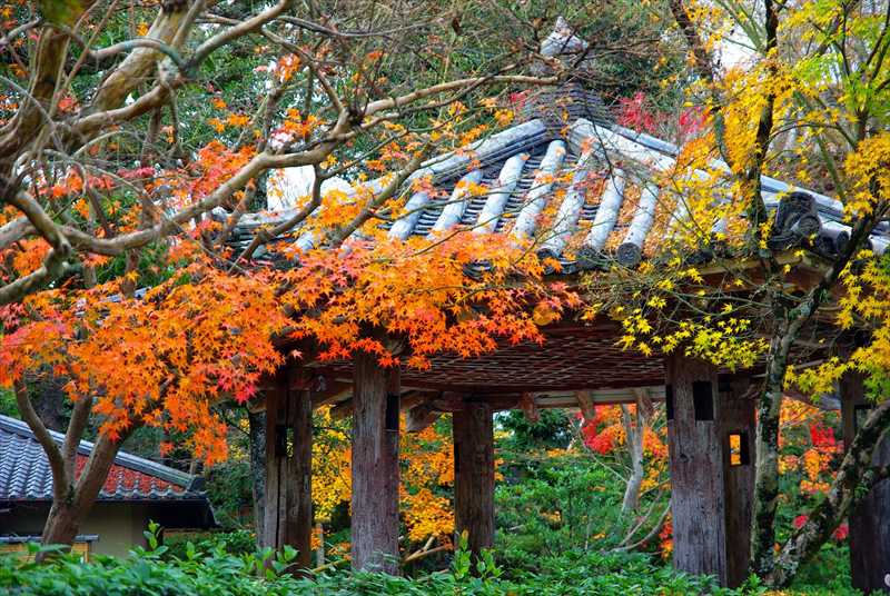 1008_洛南 宇治平等院_京都
