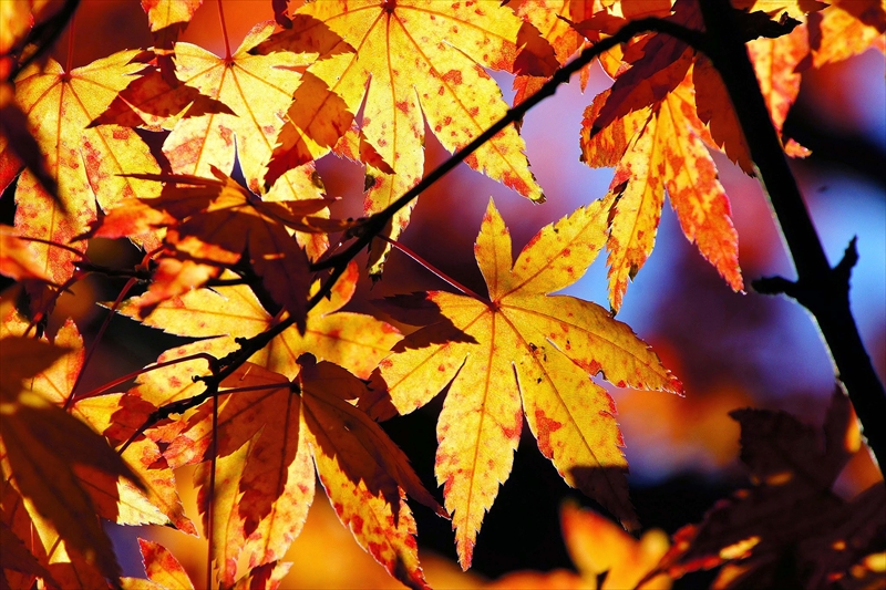 1119_横浜市新羽町_神奈川