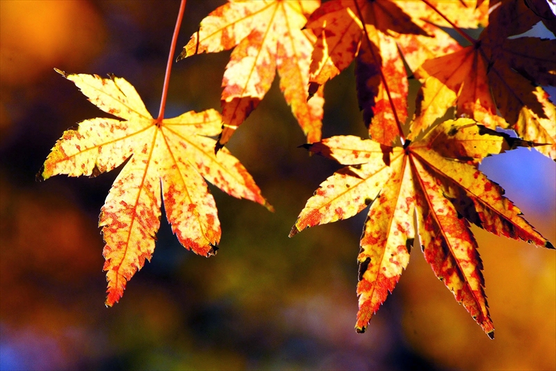 1120_横浜市新羽町_神奈川