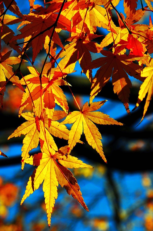 1121_横浜市新羽町_神奈川