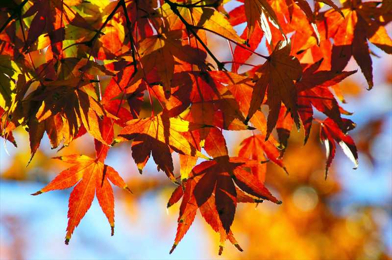 1021_游愁の美_日本