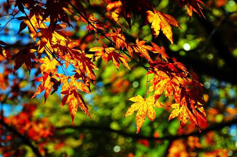 1022_游愁の美_日本