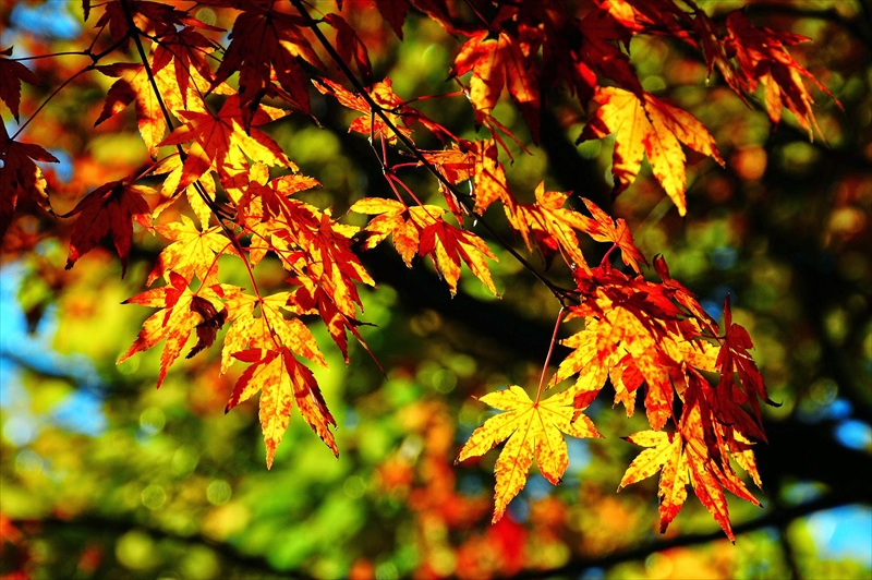 1123_横浜市新羽町_神奈川