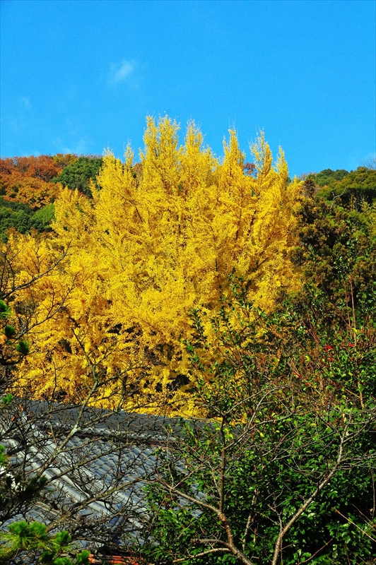 1015_京都 大山崎山荘_京都