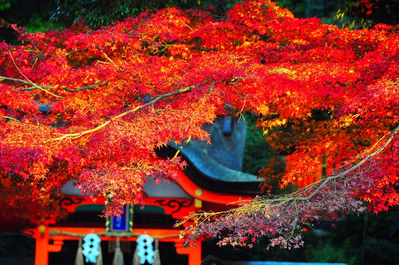1011_京都 石清水八幡宮_京都