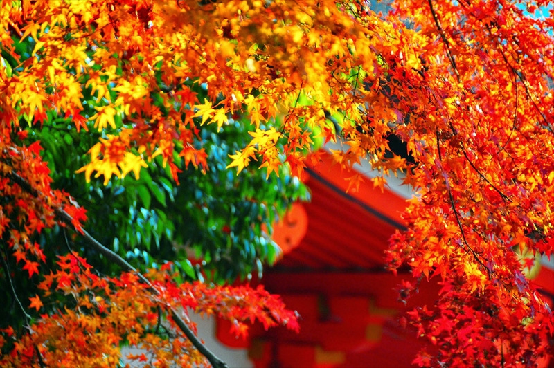 1013_京都 石清水八幡宮_京都