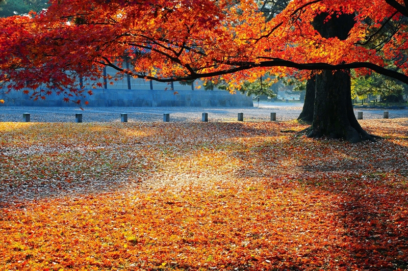 1023_洛中 京都御苑_京都