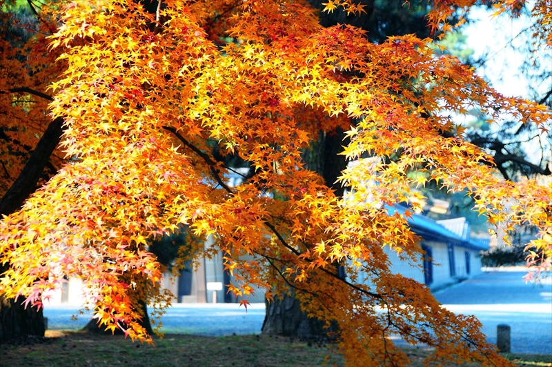 1030_洛中 京都御苑_京都