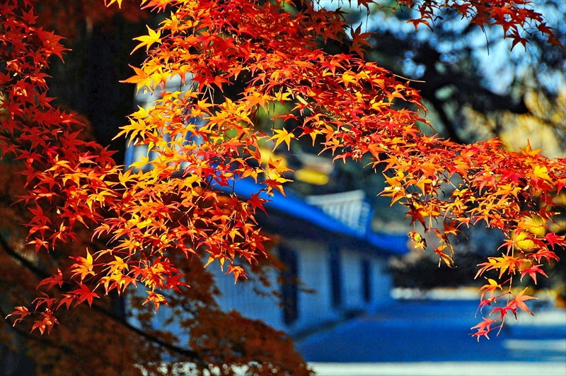 1031_洛中 京都御苑_京都