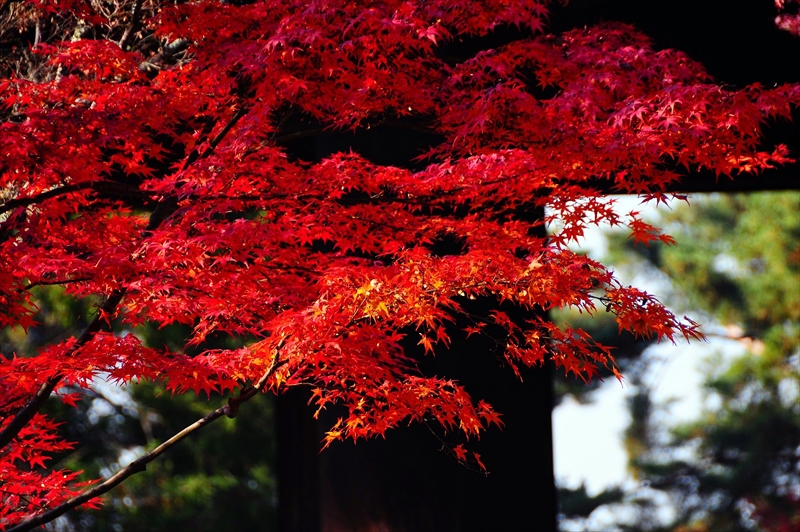 1099_洛東 南禅寺_京都