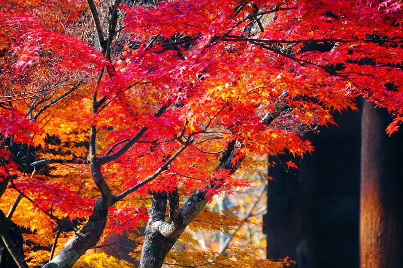 1100_洛東 南禅寺_京都