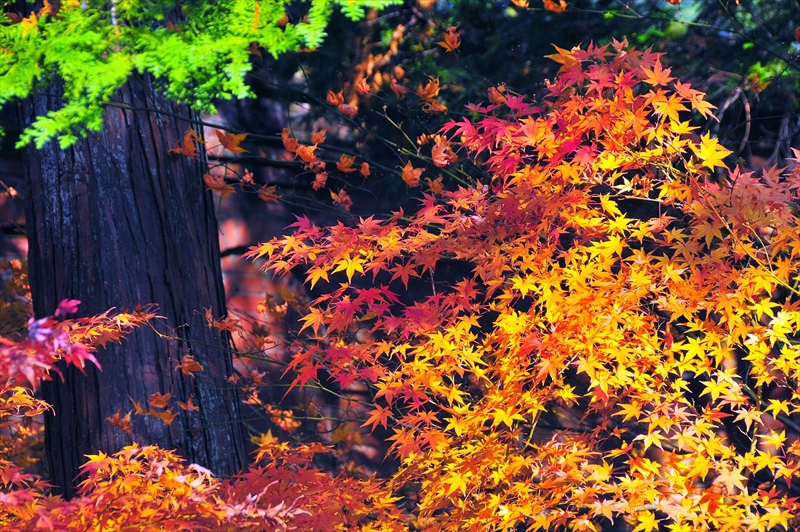 1104_洛東 南禅寺_京都