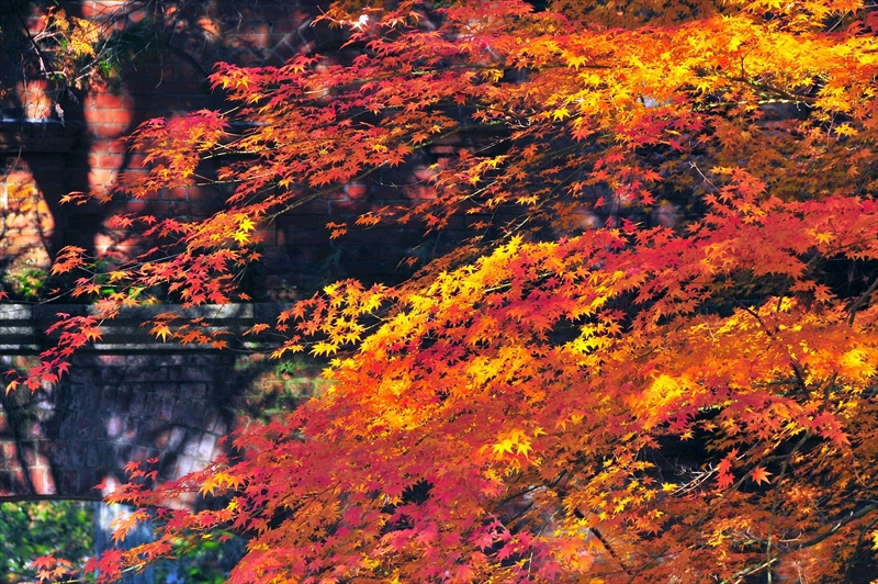 1105_洛東 南禅寺_京都