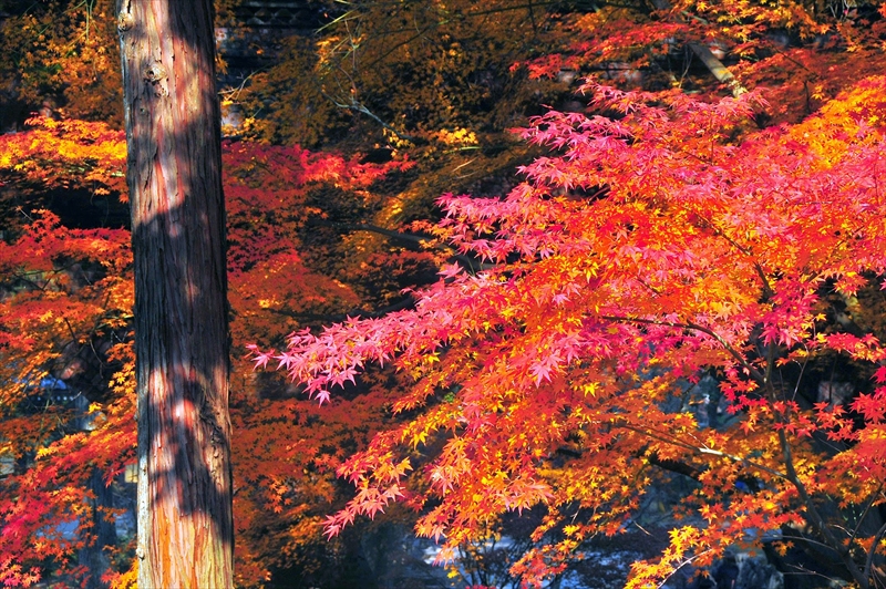 1106_洛東 南禅寺_京都