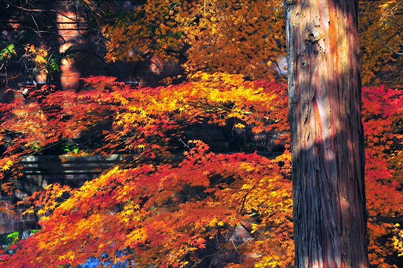 1107_洛東 南禅寺_京都