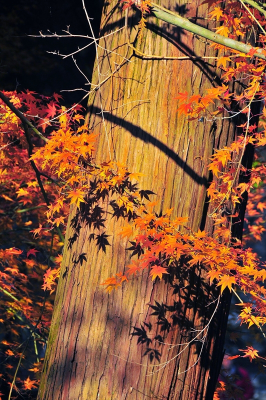 1108_洛東 南禅寺_京都