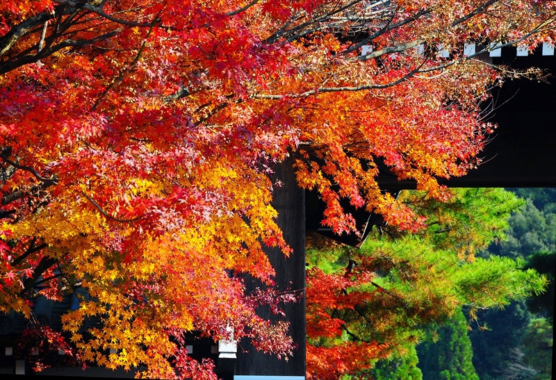 1111_洛東 南禅寺_京都