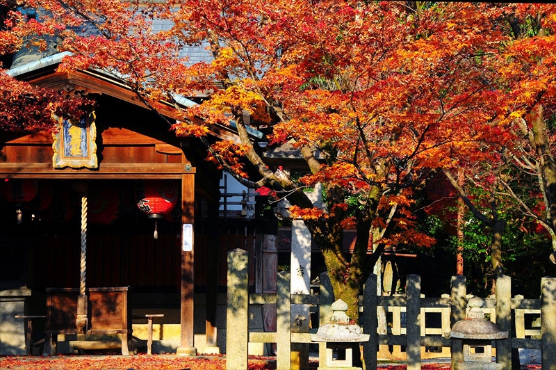 1186_洛東 竹中稲荷神社_京都