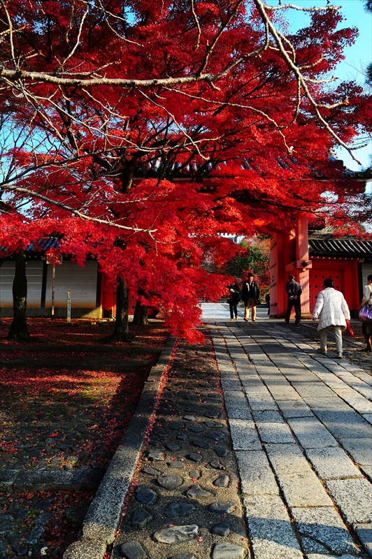 1215_洛東 真正極楽寺 (真如堂)_京都