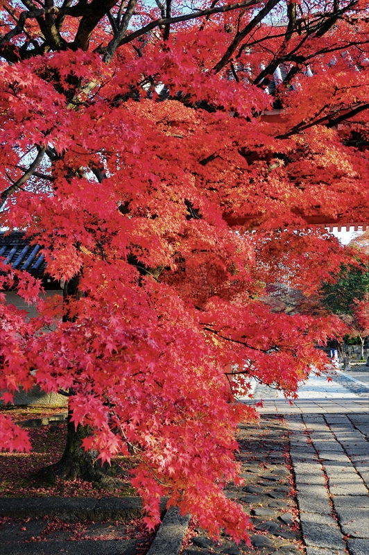 1217_洛東 真正極楽寺 (真如堂)_京都