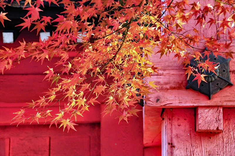 1220_洛東 真正極楽寺 (真如堂)_京都