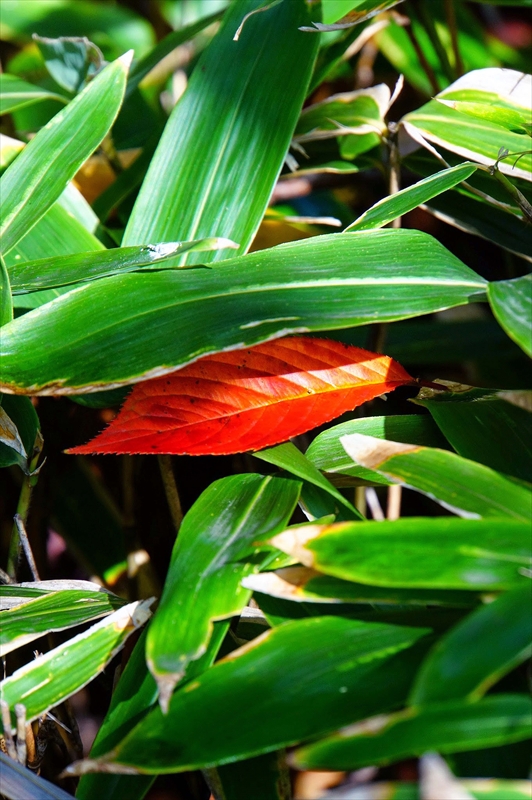 1127_横浜市新羽町_神奈川