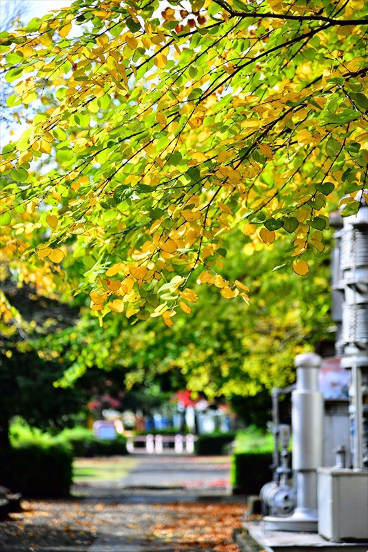 1128_横浜市新羽町_神奈川