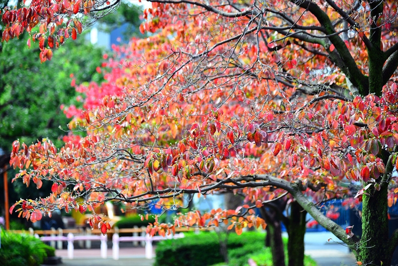 1137_横浜市新羽町_神奈川