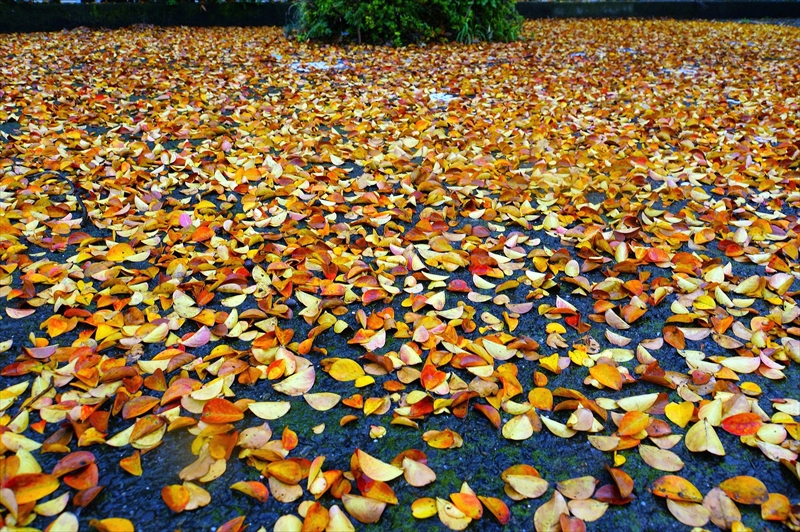 1140_横浜市新羽町_神奈川