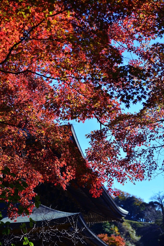 1070_鎌倉円覚寺_神奈川