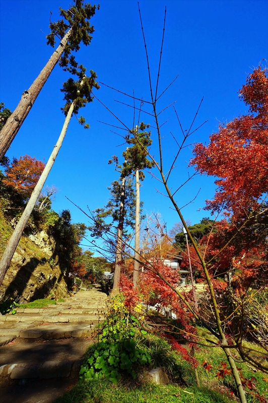 1072_鎌倉円覚寺_神奈川