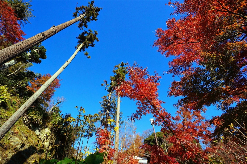 1073_鎌倉円覚寺_神奈川