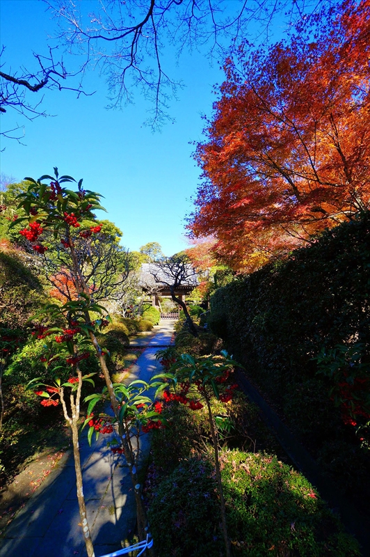 1077_鎌倉円覚寺_神奈川