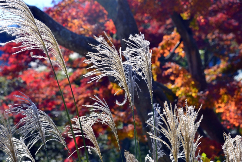 1085_鎌倉円覚寺_神奈川