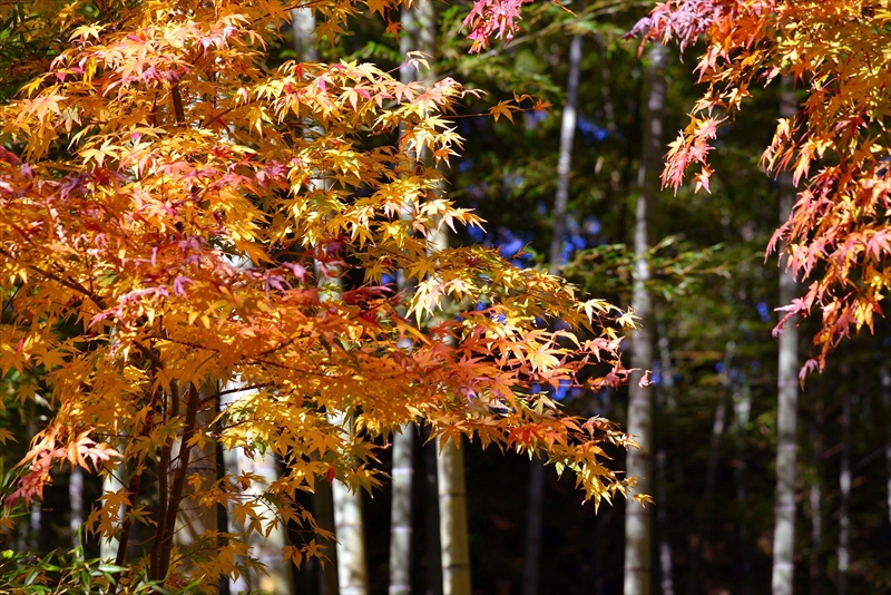 1089_鎌倉円覚寺_神奈川