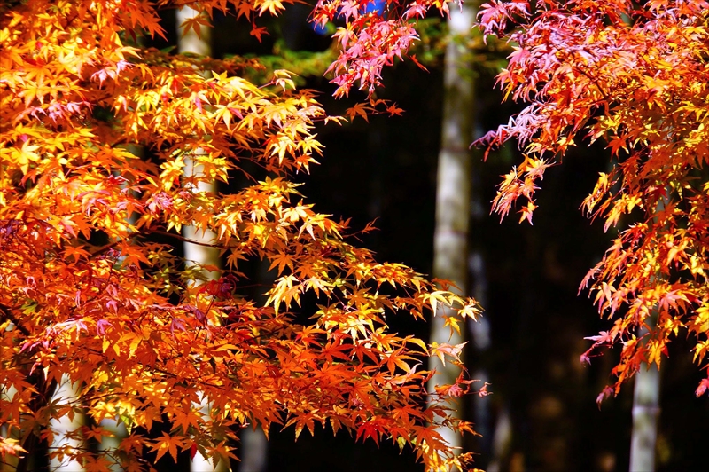 1095_鎌倉円覚寺_神奈川