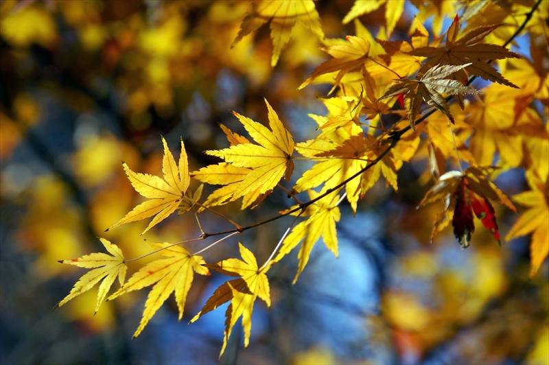 1141_横浜市新羽町_神奈川