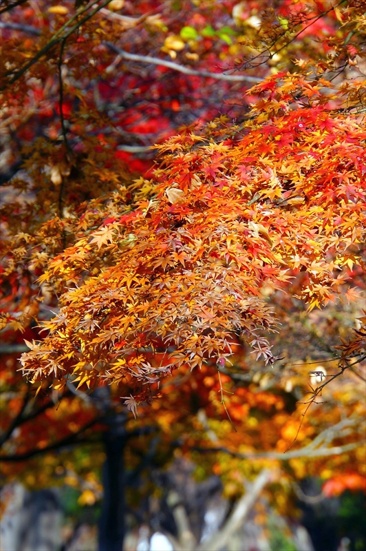 1142_横浜市新羽町_神奈川