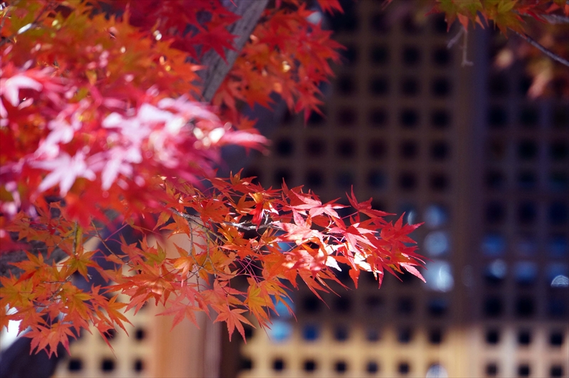 1036_米沢市茂林寺_山形