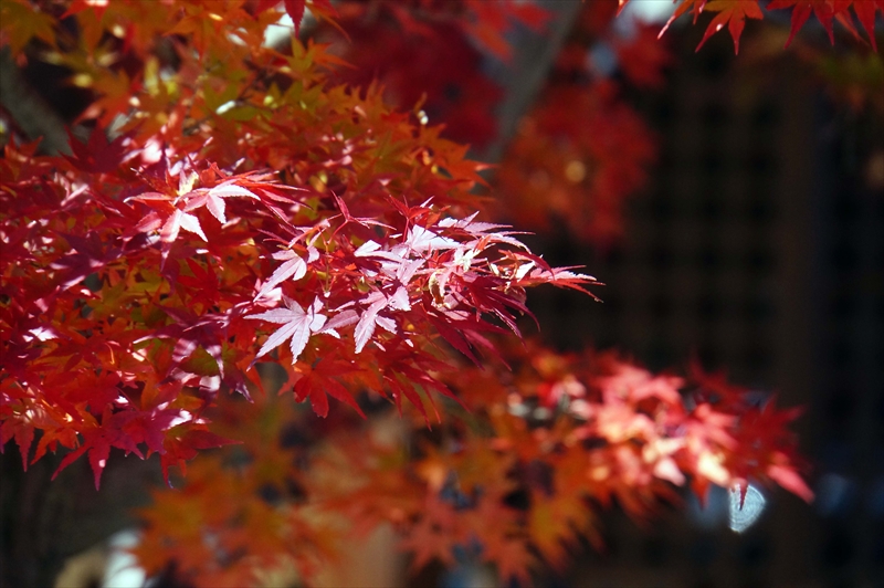 1037_米沢市茂林寺_山形