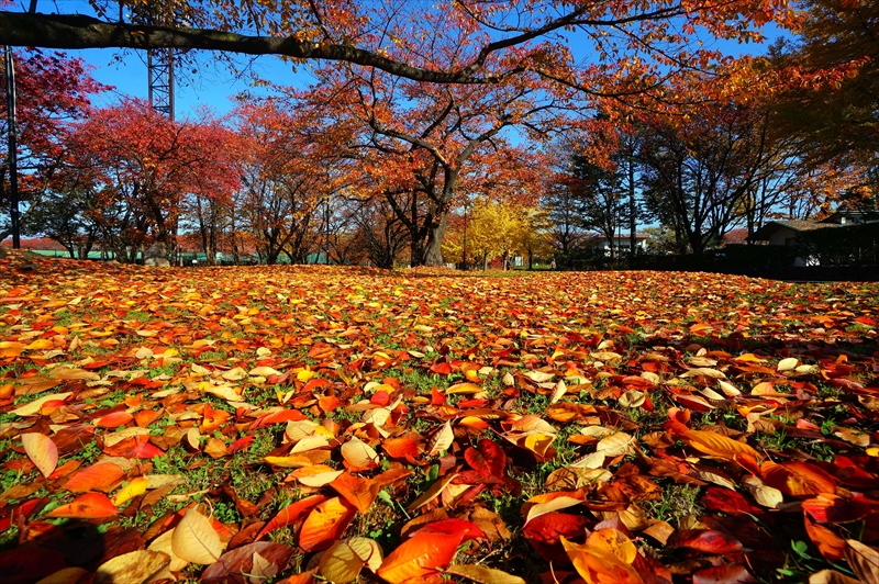 1014_霞城公園_山形