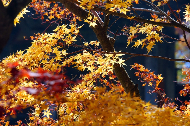 1004_宝珠山 立石寺（山寺）_山形