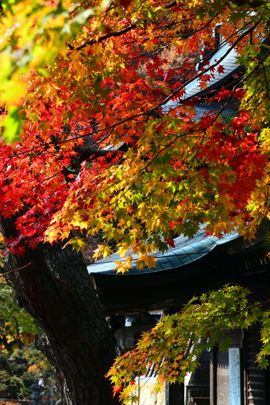 1012_宝珠山 立石寺（山寺）_山形