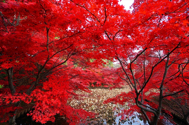 1007_弘前公園_青森
