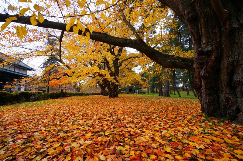 1016_弘前公園_青森